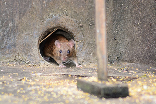 Jak uchronić się przed myszami i szczurami?