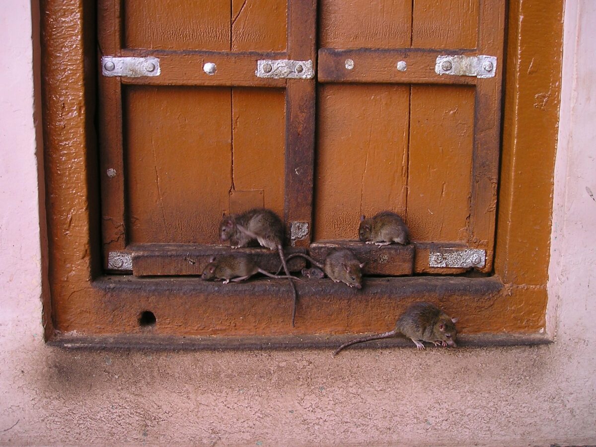 Jak zabezpieczyć się przed myszami, szczurami, szkodnikami?