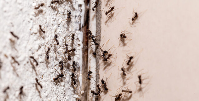 Jak skutecznie pozbyć się mrówek z domu?