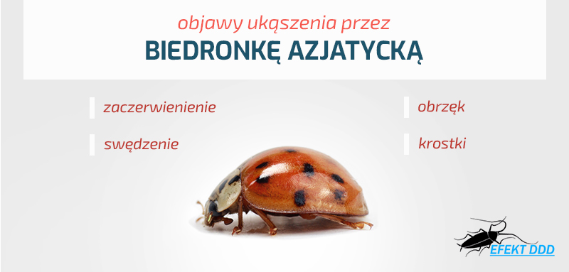 biedronki_azjatyckie_w-polsce