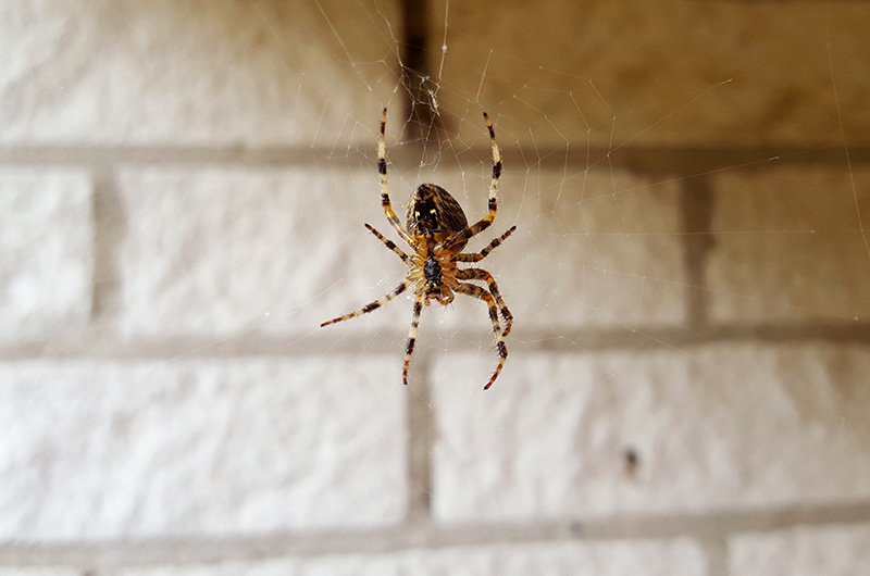 Jak pozbyć się pająków z domu?