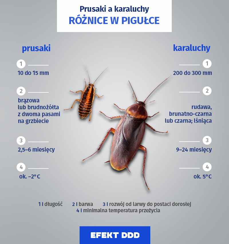 Prusaki_a_karaluchy_informacje