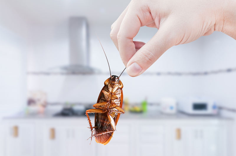 Prusaki a karaluchy – jak rozpoznać intruza w domu?