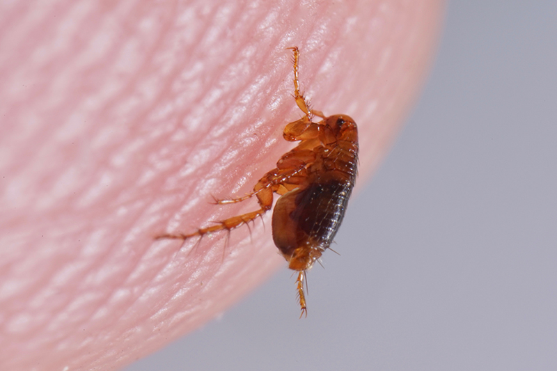 Jak wygląda pchła? Jak ją rozpoznać?