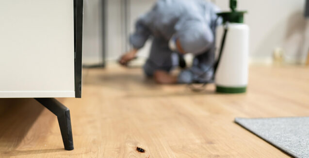 Małe czarne robaki w domu – co to jest i jak się ich pozbyć?
