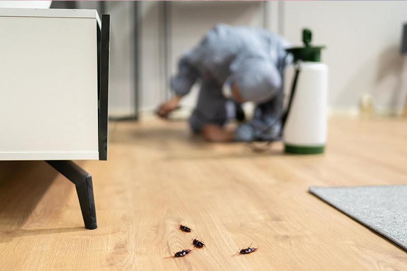 Małe czarne robaki w domu – co to jest i jak się ich pozbyć?